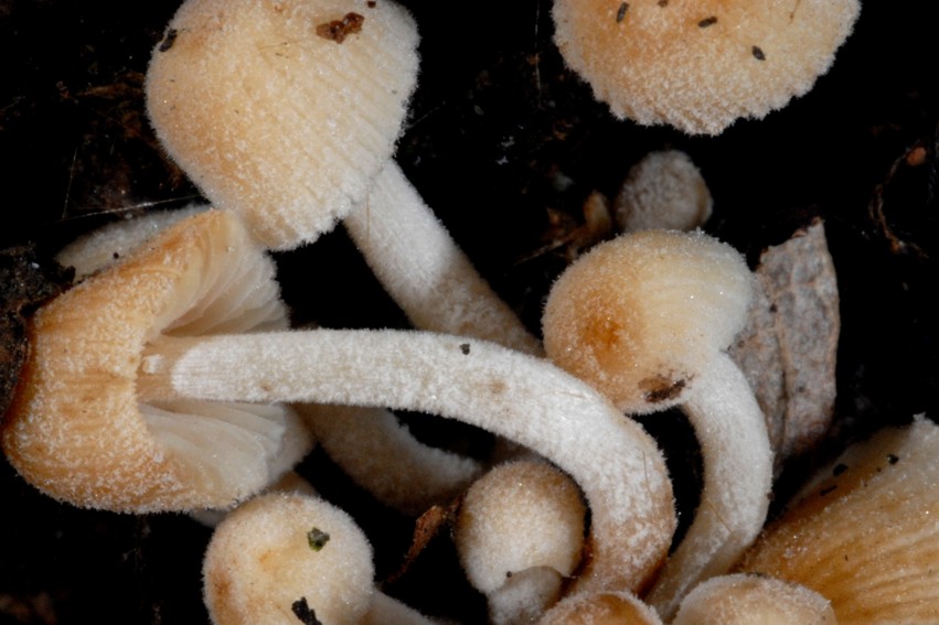 Psathyrella pygmaea ?